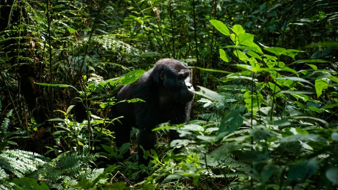 a gorilla standing in the middle of a lush green forest